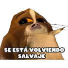 Se está volviendo salvaje