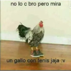 No lo sé broth pero mira un gallo con tenis jaja :v