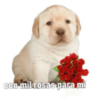 Con mil rosas para mi