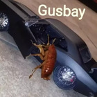 Gusbay