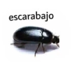 Escarabajo