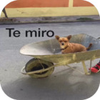 Te miro