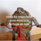 No se ke responder, pero mira una tortuga en bisi