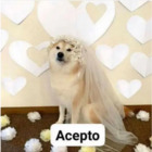 Acepto