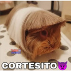 Cortesito