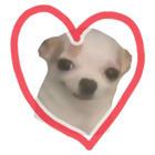 Chihuahua corazón