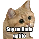 Soy un lindo gatito