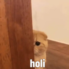 Holi