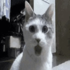 GATO SORPRENDIDO GIF
 gato
 gato sorprendido con la boca abierta
 gato abre boca meme
 gato