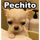 Pechito